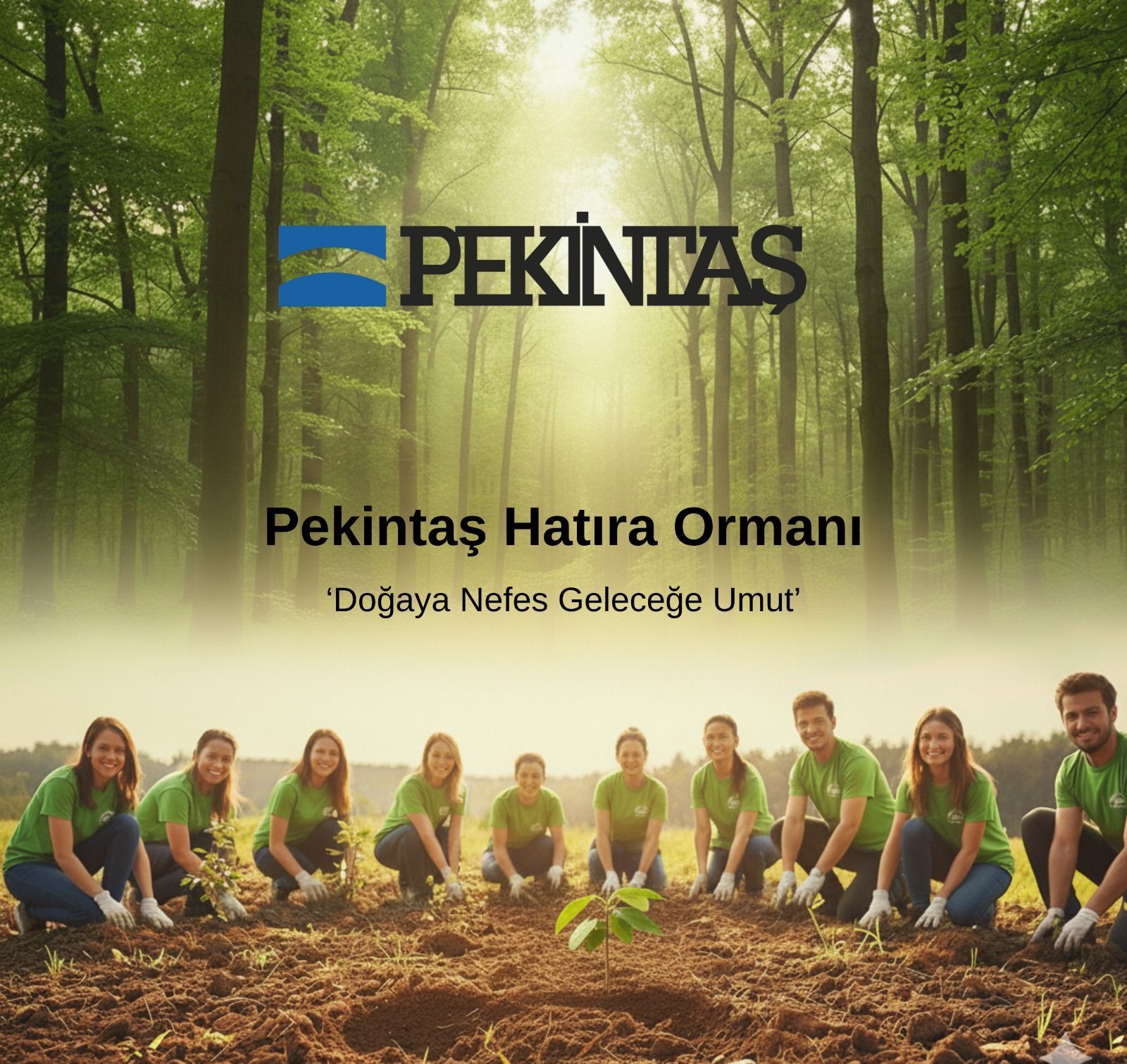 Pekintaş Ormanı